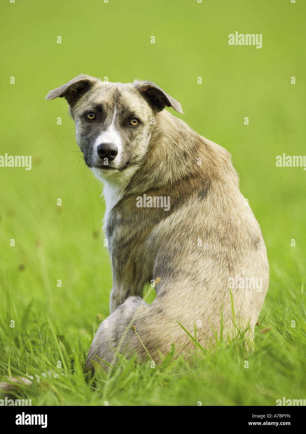 Why Do Dogs Turn Around When They Mate