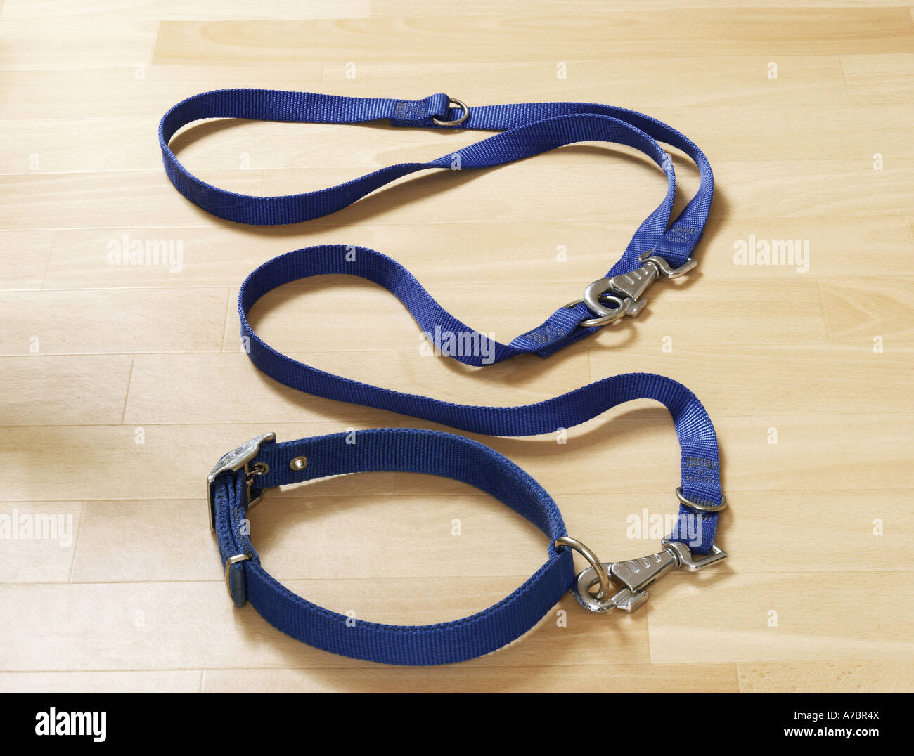dog collar and leash Stock Photo