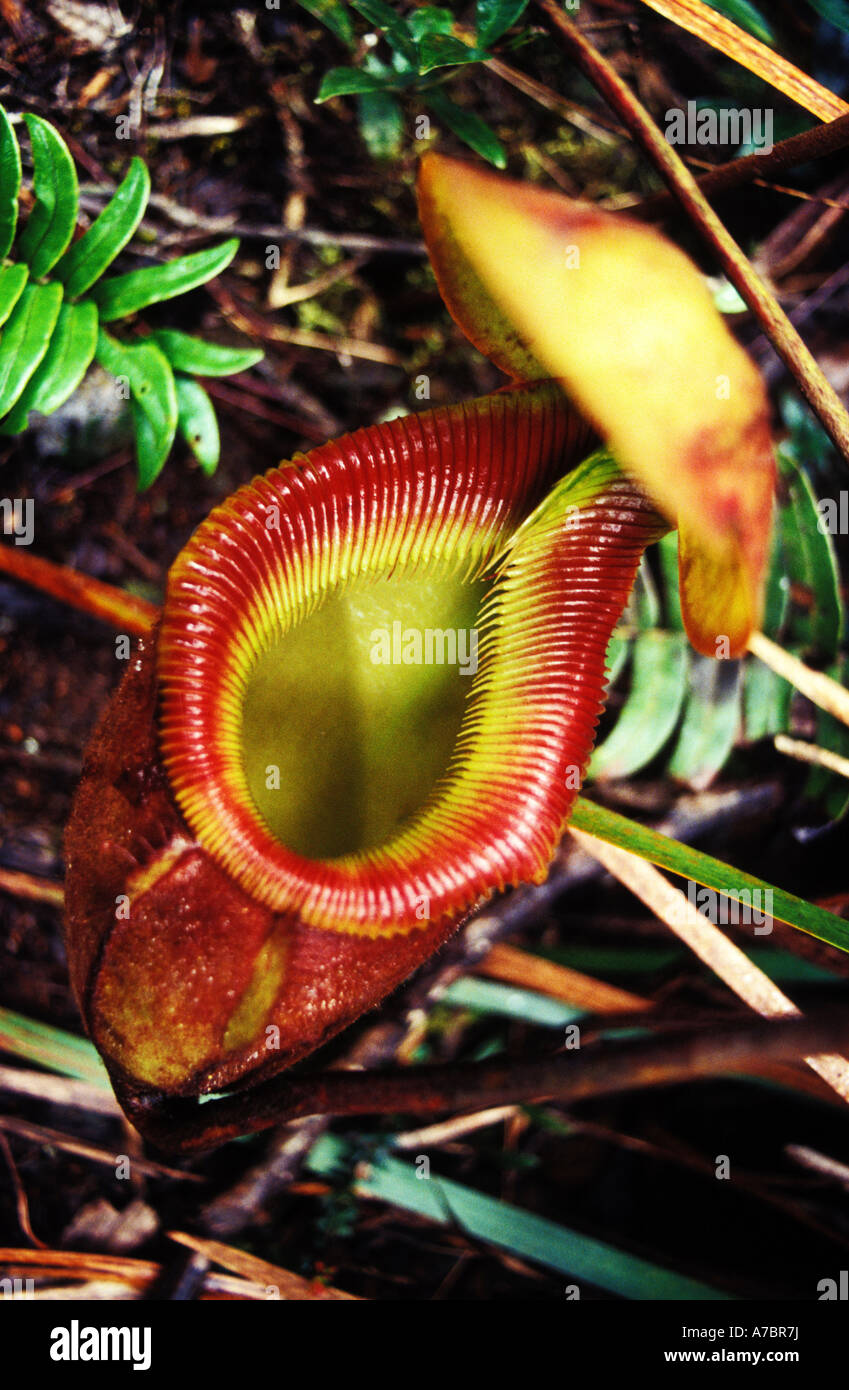 pitcher plant, mt kinabalu, sabah, malaysia Stock Photo - Alamy