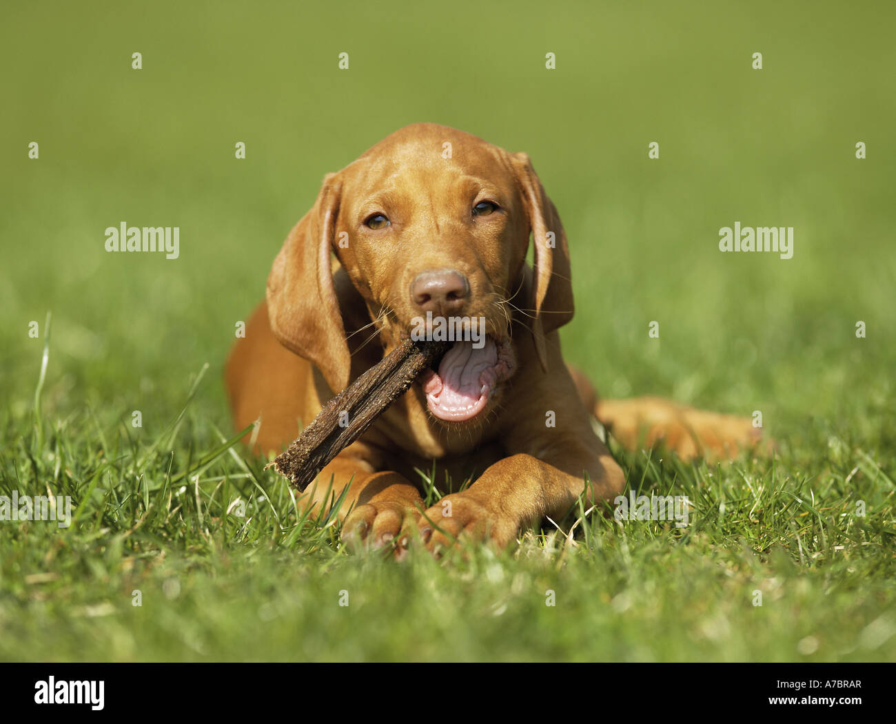 Magyar Vizsla puppy with stick - lying on meadow Stock Photo