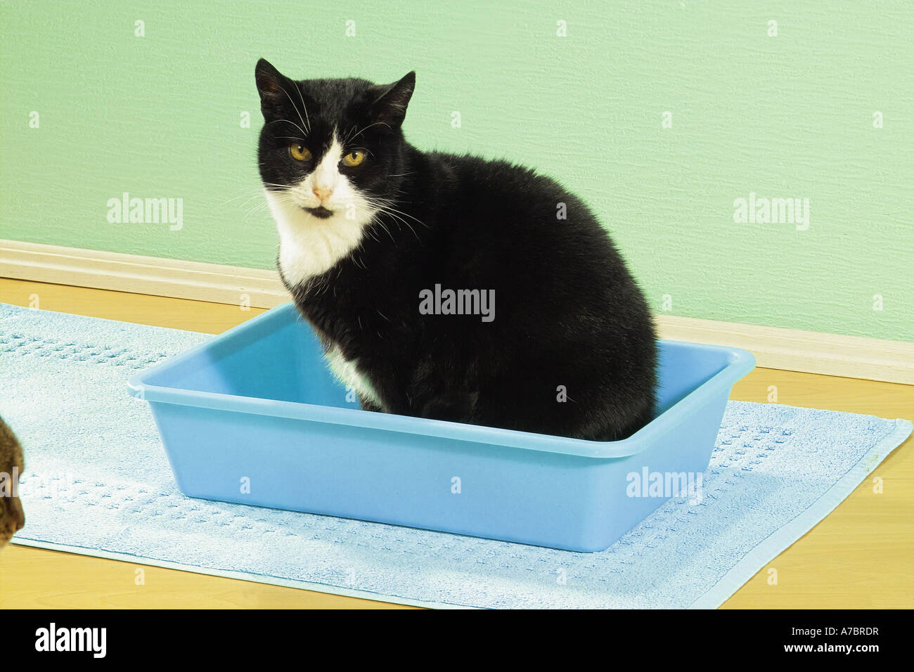 cat in cat's litter box Stock Photo Alamy