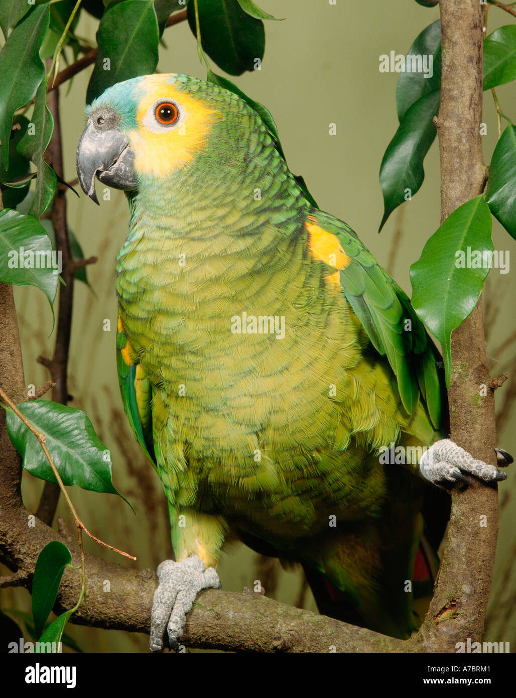 Blue fronted amazon parrot amazona aestiva adult hi-res stock ...