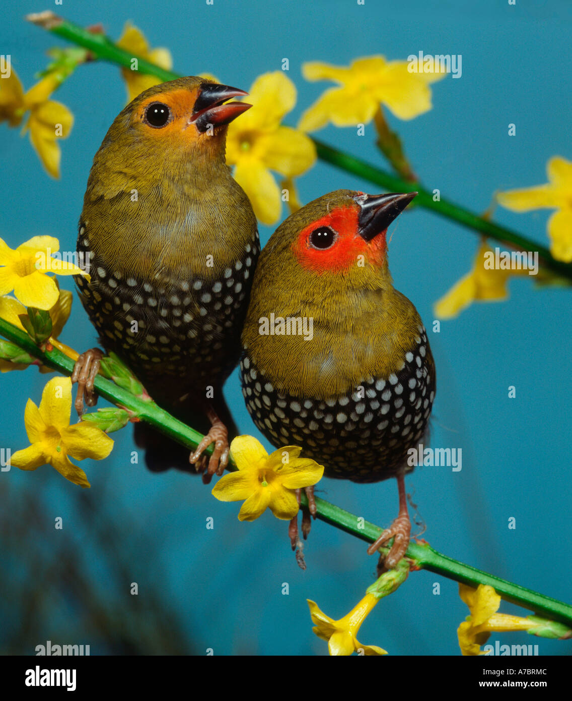 Green-backed Twinspot  Stock Photo