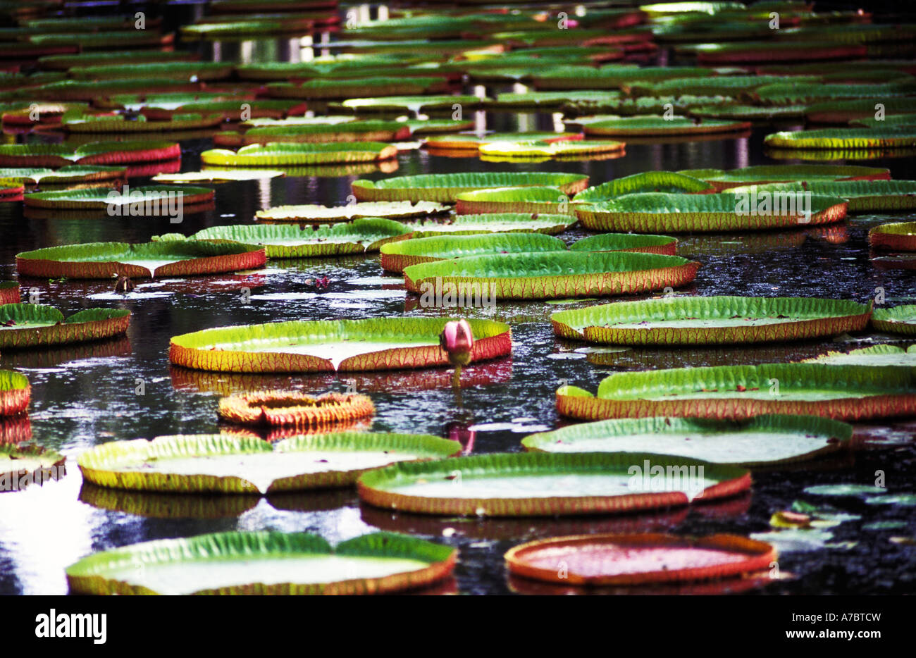 giant waterlilies, pamplemousses gardens, mauritius Stock Photo Alamy