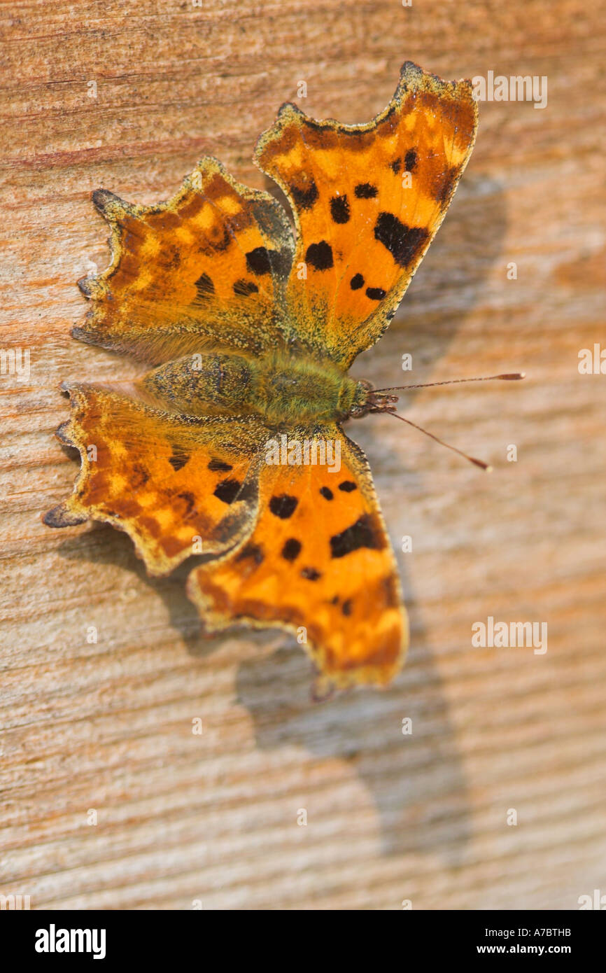 Comma Polygonia c-album butterfly on a lap fence Stock Photo