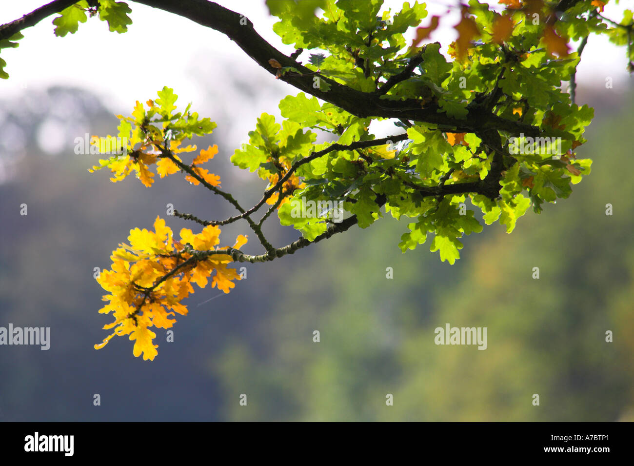 Oak leaves turning yellow in autumn Stock Photo Alamy