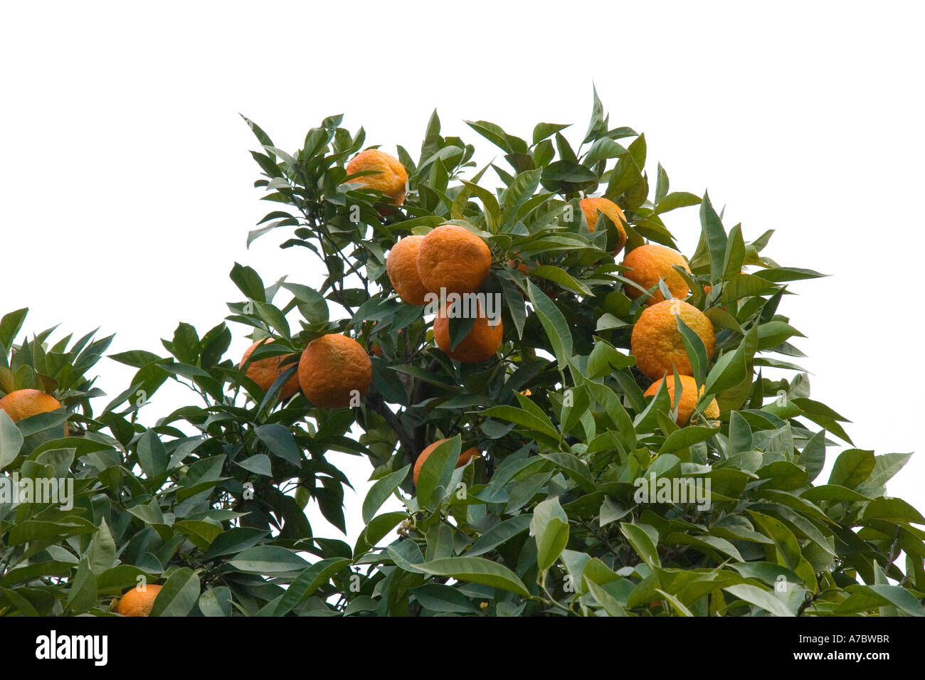 tree, tangerine, orange, white background, close up, nature, fruit ...