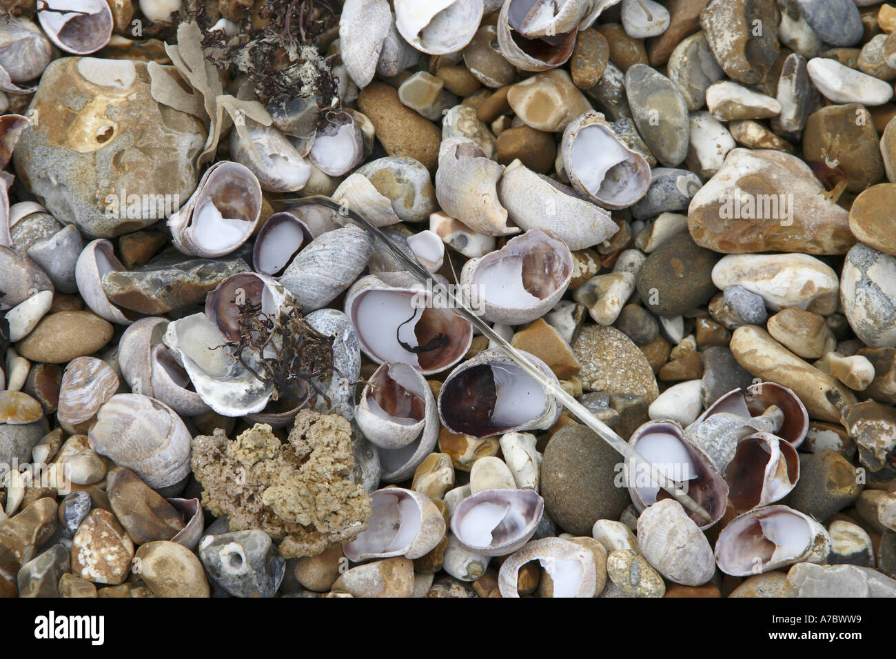Stones and Shells and general beach debris Stock Photo - Alamy