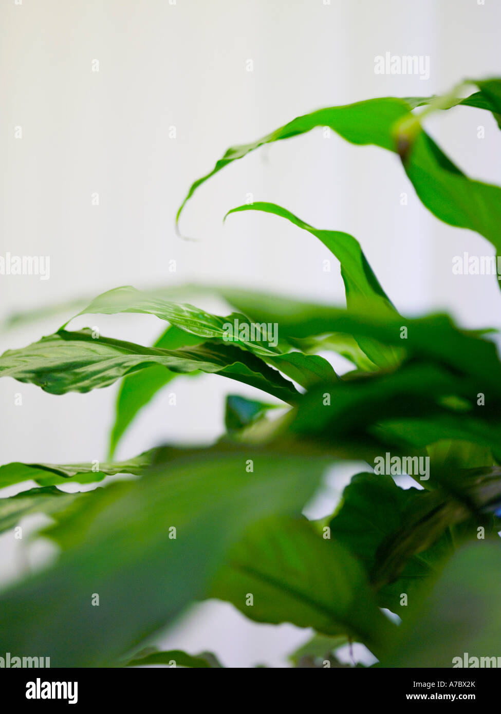 Thin green leaves hi-res stock photography and images - Alamy