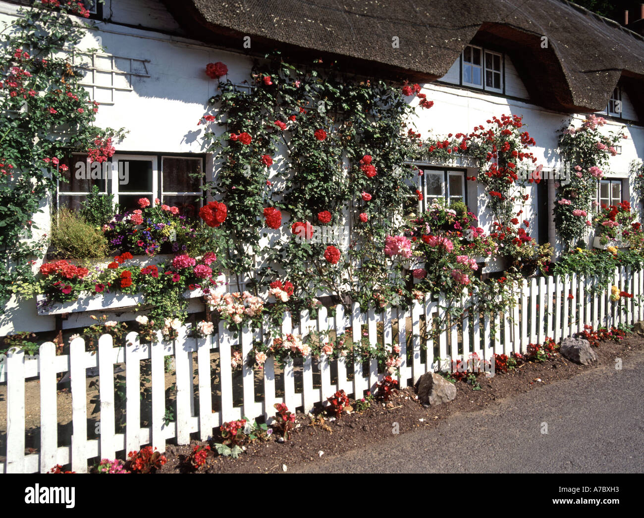 Red climbing roses on front wall of cottage with narrow flower garden white fence & walls of house with thatched roof Test Valley Hampshire England UK Stock Photo