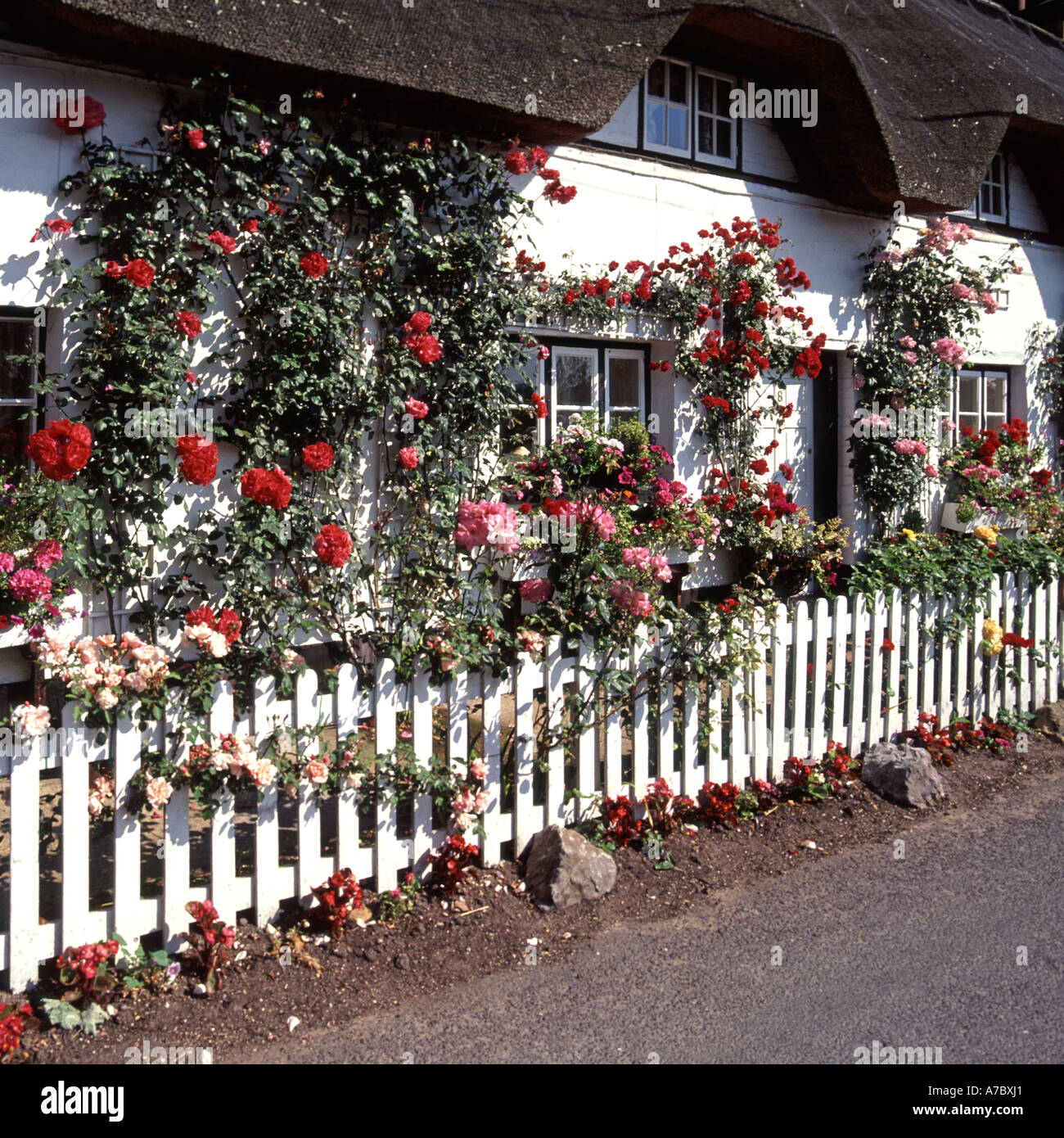 Red climbing roses on front wall of cottage with narrow flower garden white fence & walls of house with thatched roof Test Valley Hampshire England UK Stock Photo