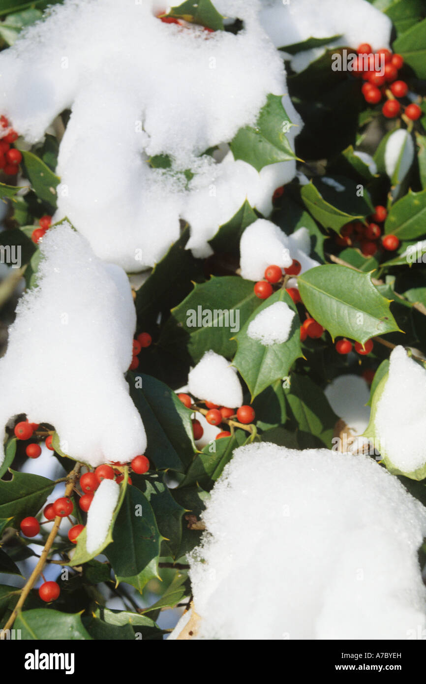 Holly berries tree trees leaves hi-res stock photography and images - Alamy
