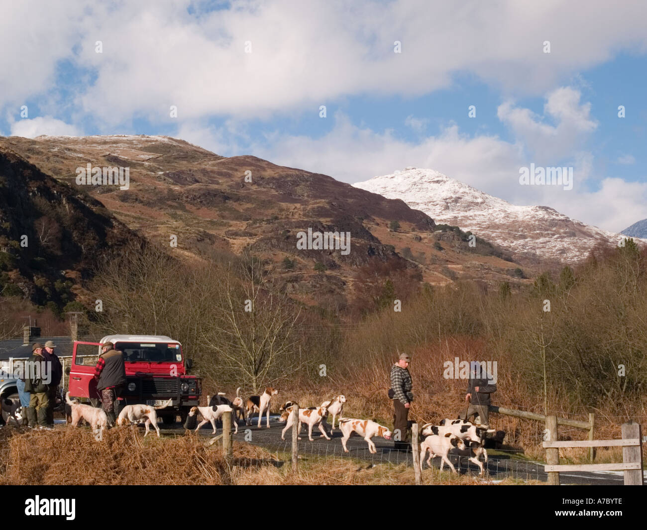 Legal drag hunting Eryri Hunt Draghounds on return from mountains