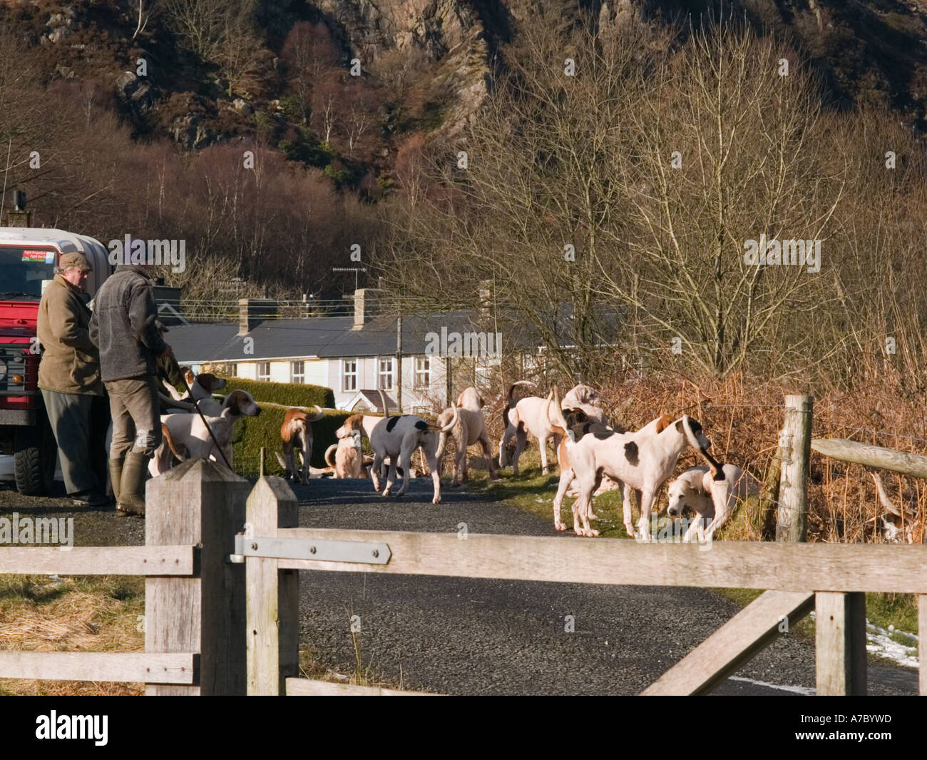 Legal drag hunting Eryri Hunt Draghounds on return from mountains