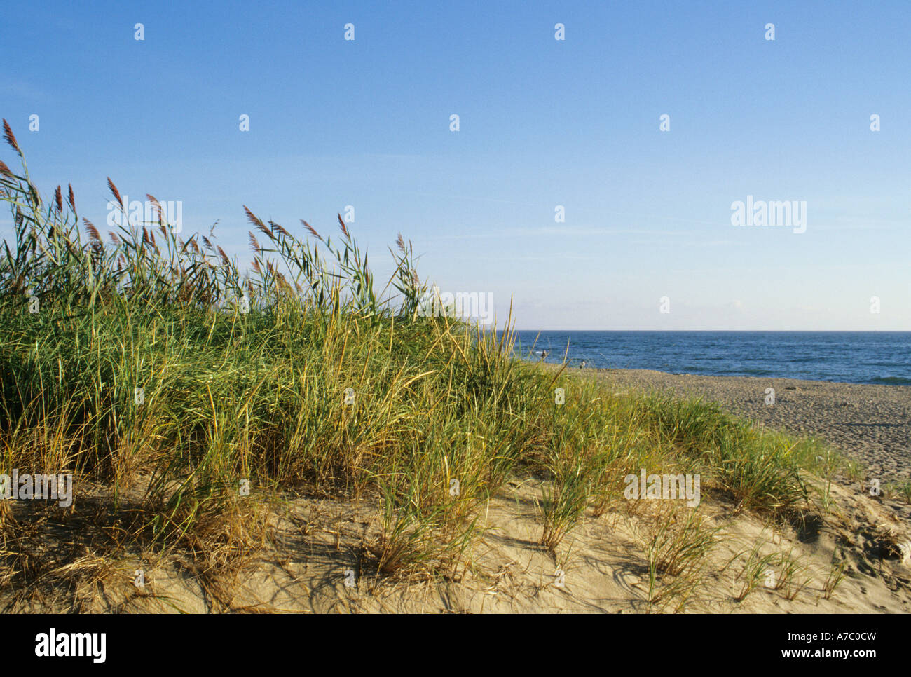 Sea grass & sand dune view of "Coast Guard beach" part of the "Cape Cod