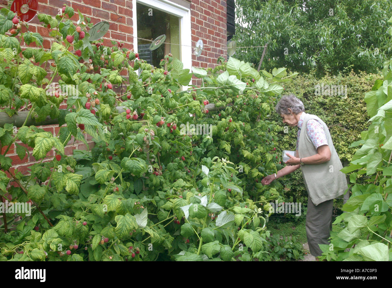 elderly woman picking strawberries from her garden Stock Photo - Alamy