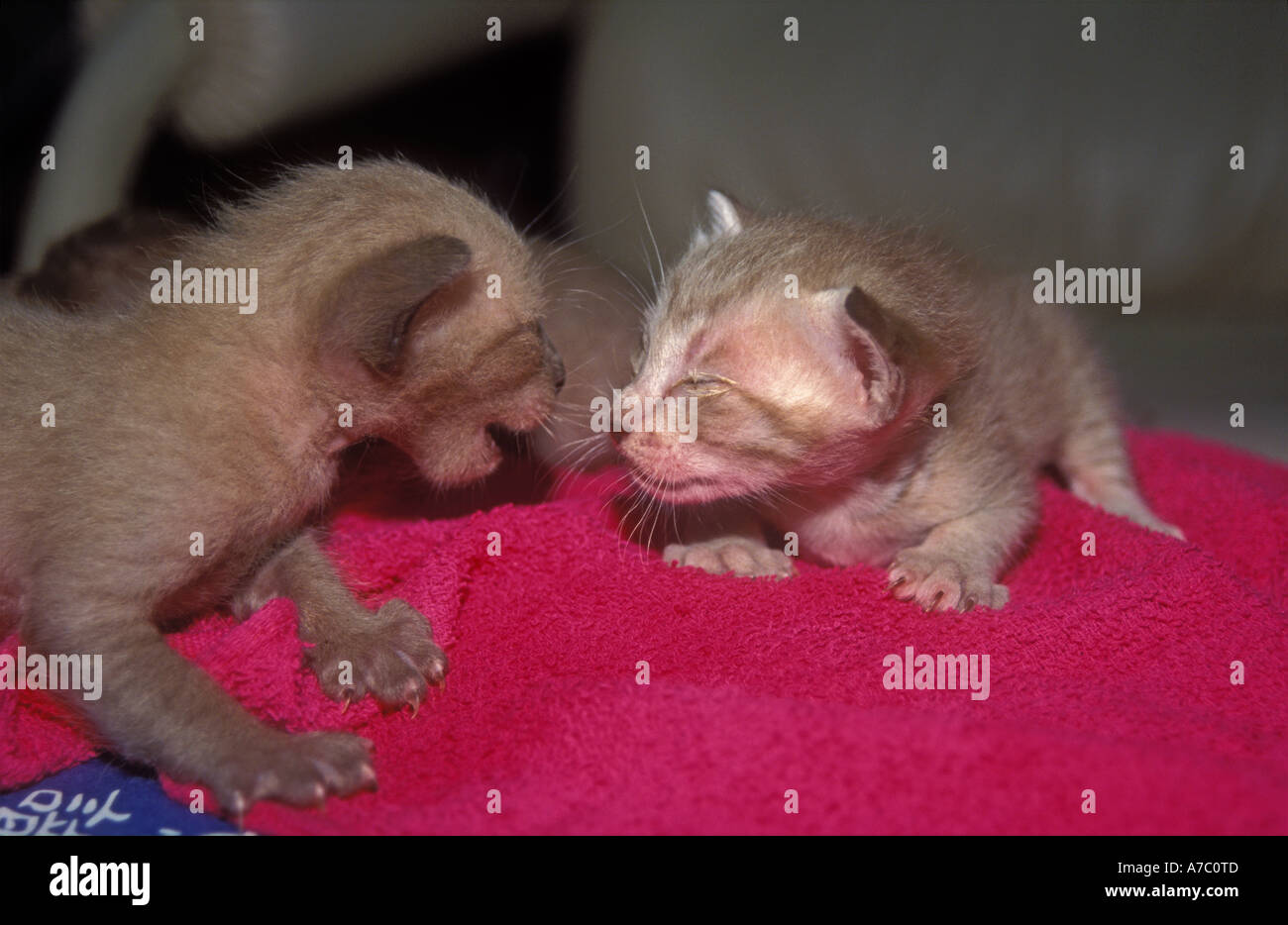 Siam cat fight featuring three-week old Siamese kittens (Felis silvestris catus) on a towel, Bangkok, Thailand Stock Photo