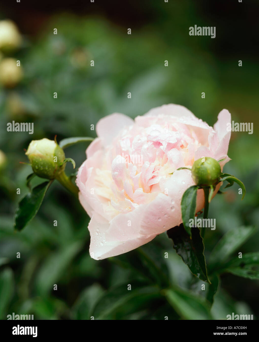 Pink Peony Flower with Buds in Bloom in Garden Stock Photo - Alamy