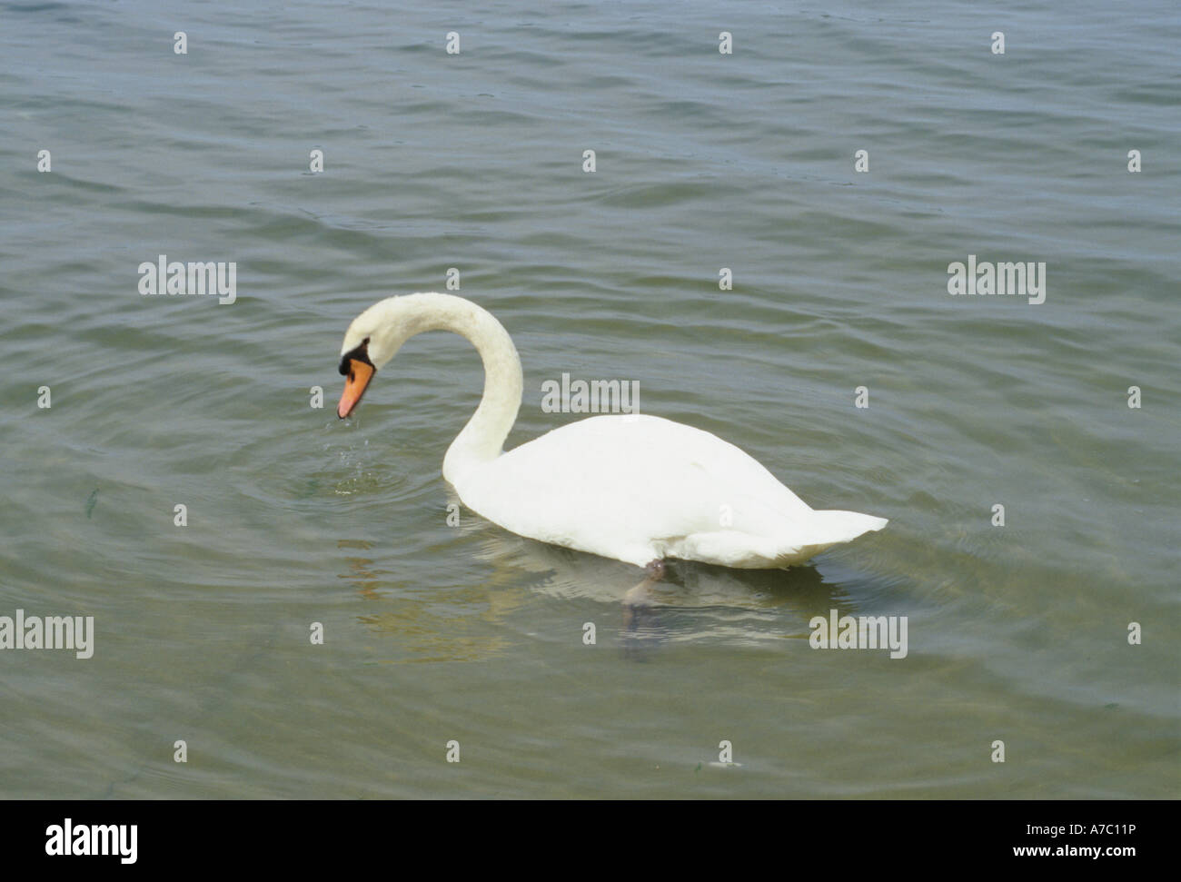 One 1 Beautiful White Swan Swimming in the water Stock Photo - Alamy