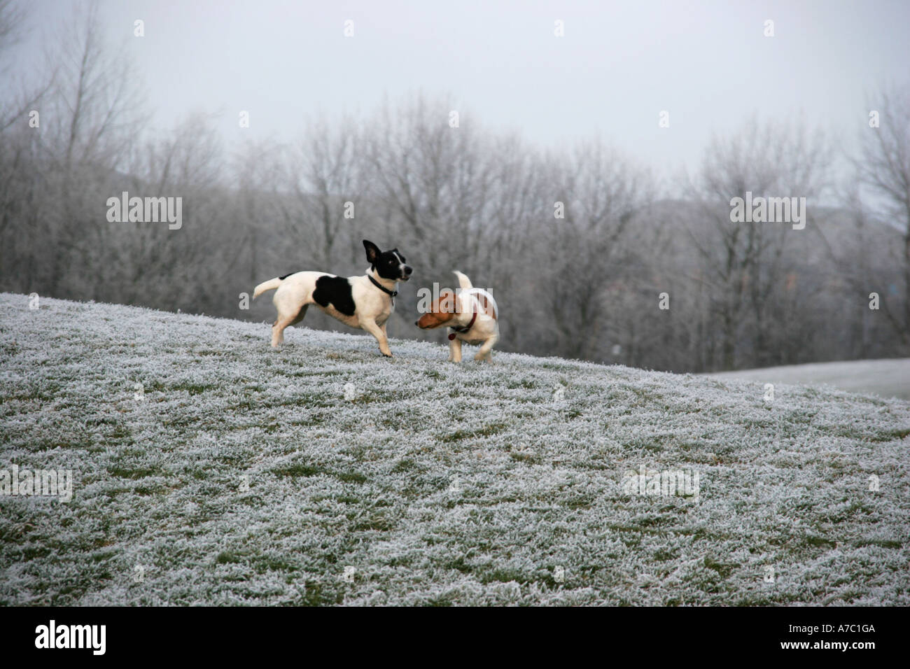 Terriers play on frosty field Stock Photo