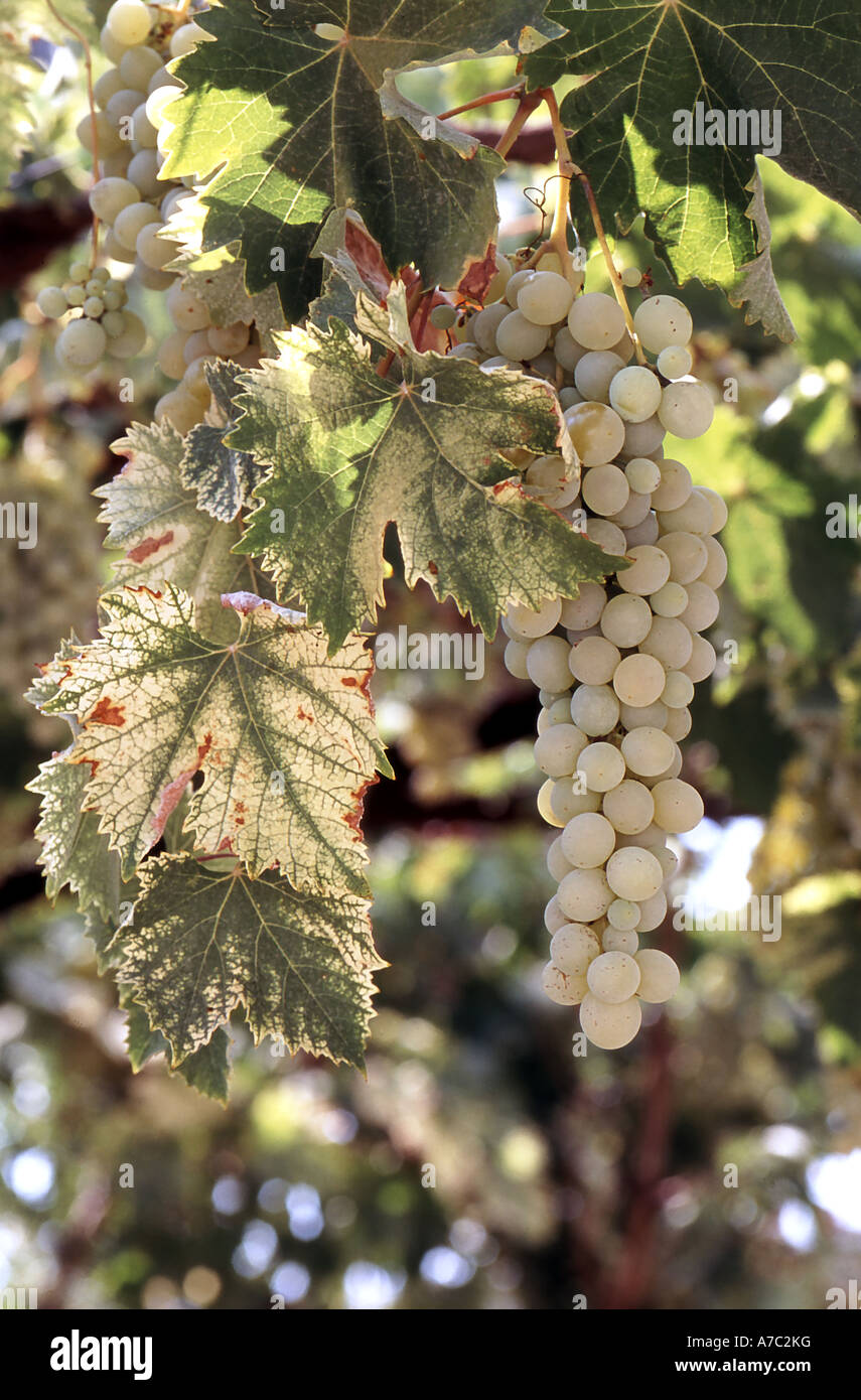 Green grapes growing naturally on the vine Stock Photo Alamy