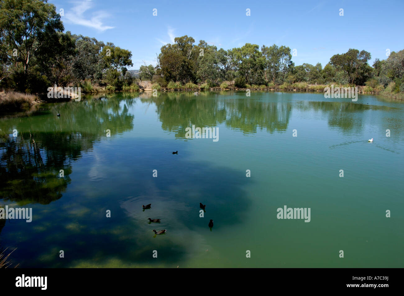 Pond Barossa valley South Australia Stock Photo Alamy