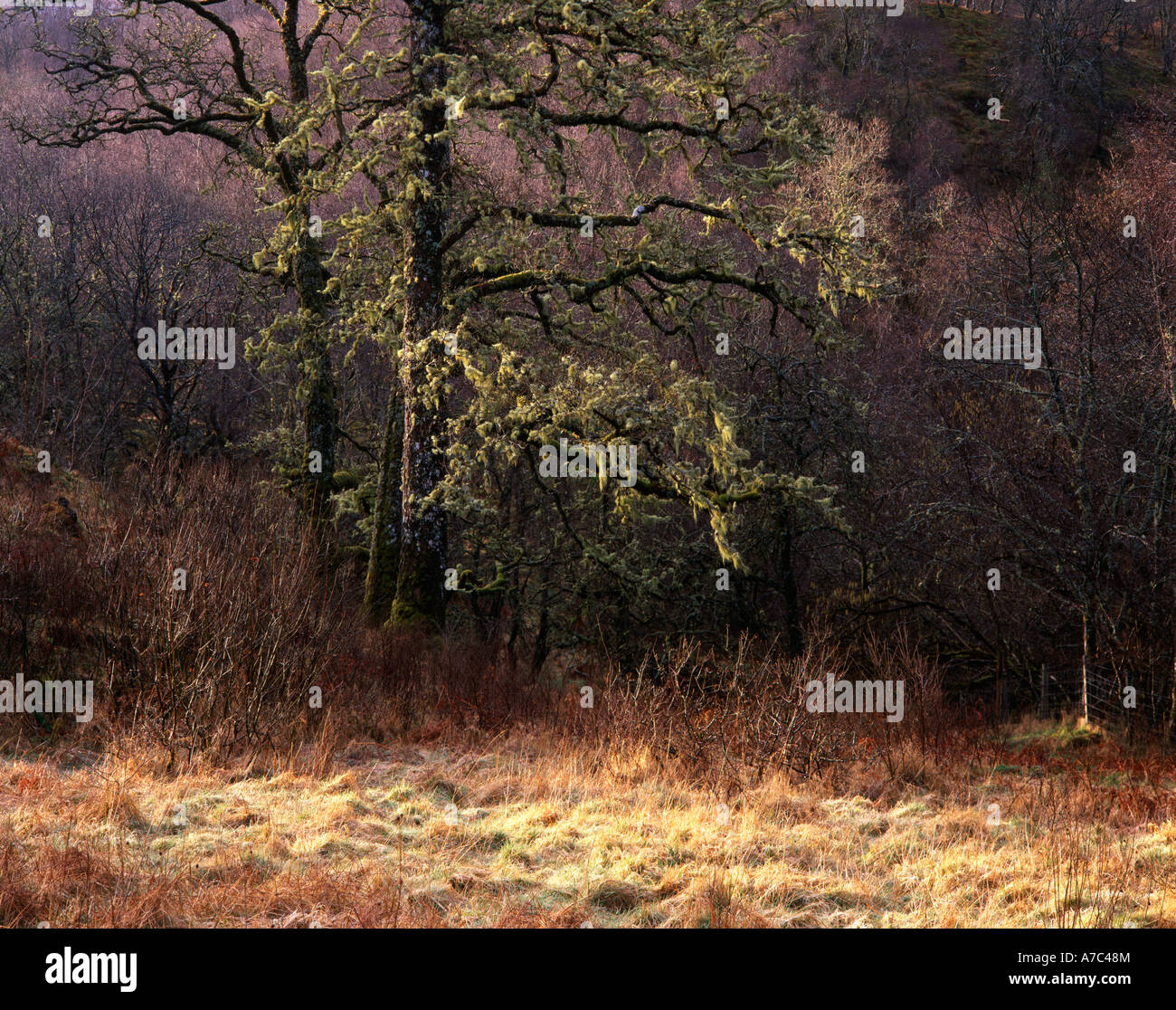 Lichen covered tree with frost on a bright spring morning, Glen Nant, Taynuilt, Argyll Stock Photo