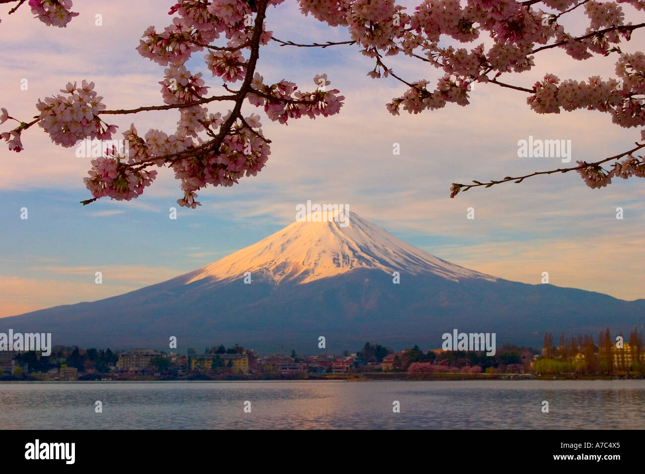 Mount Fuji reflected in Kawaguchi Lake with cherry blossom in the foreground Kawaguchi ko Japan Stock Photo