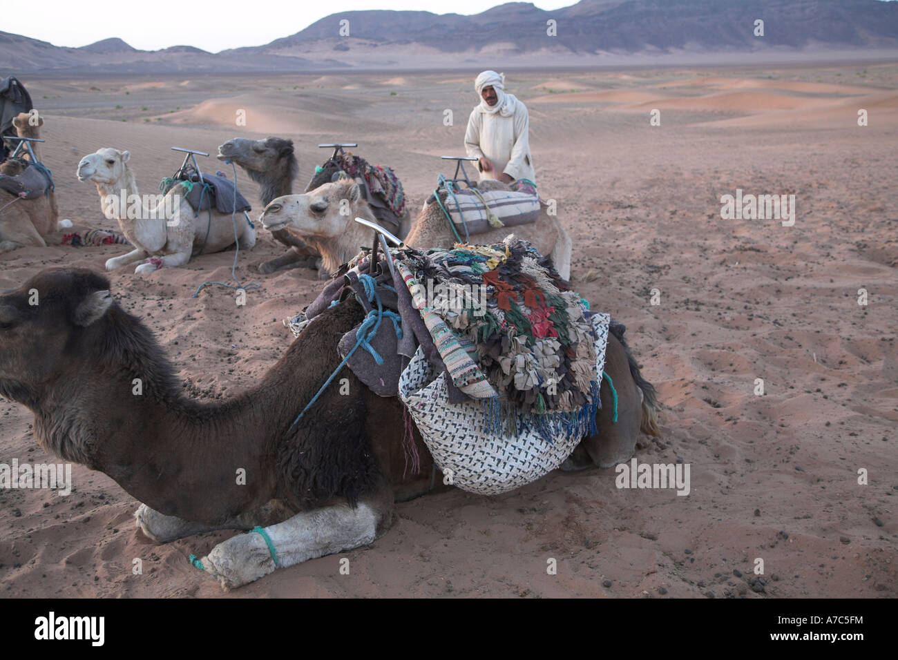 Camel trek camp with Taureg herder at dawn Sahara desert Zagora