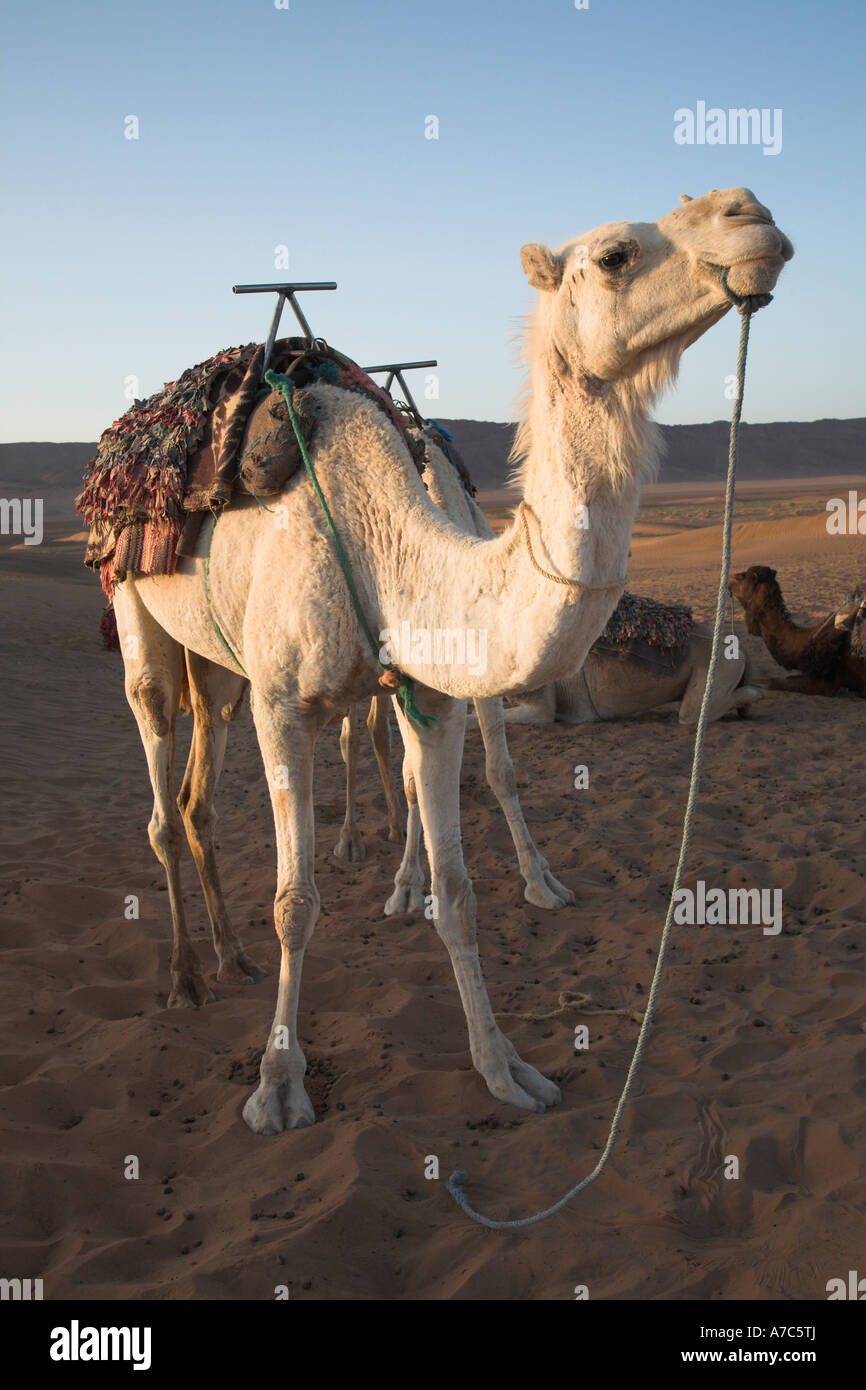 Camel trek camp at dawn Sahara desert, Zagora, Morocco, north Africa