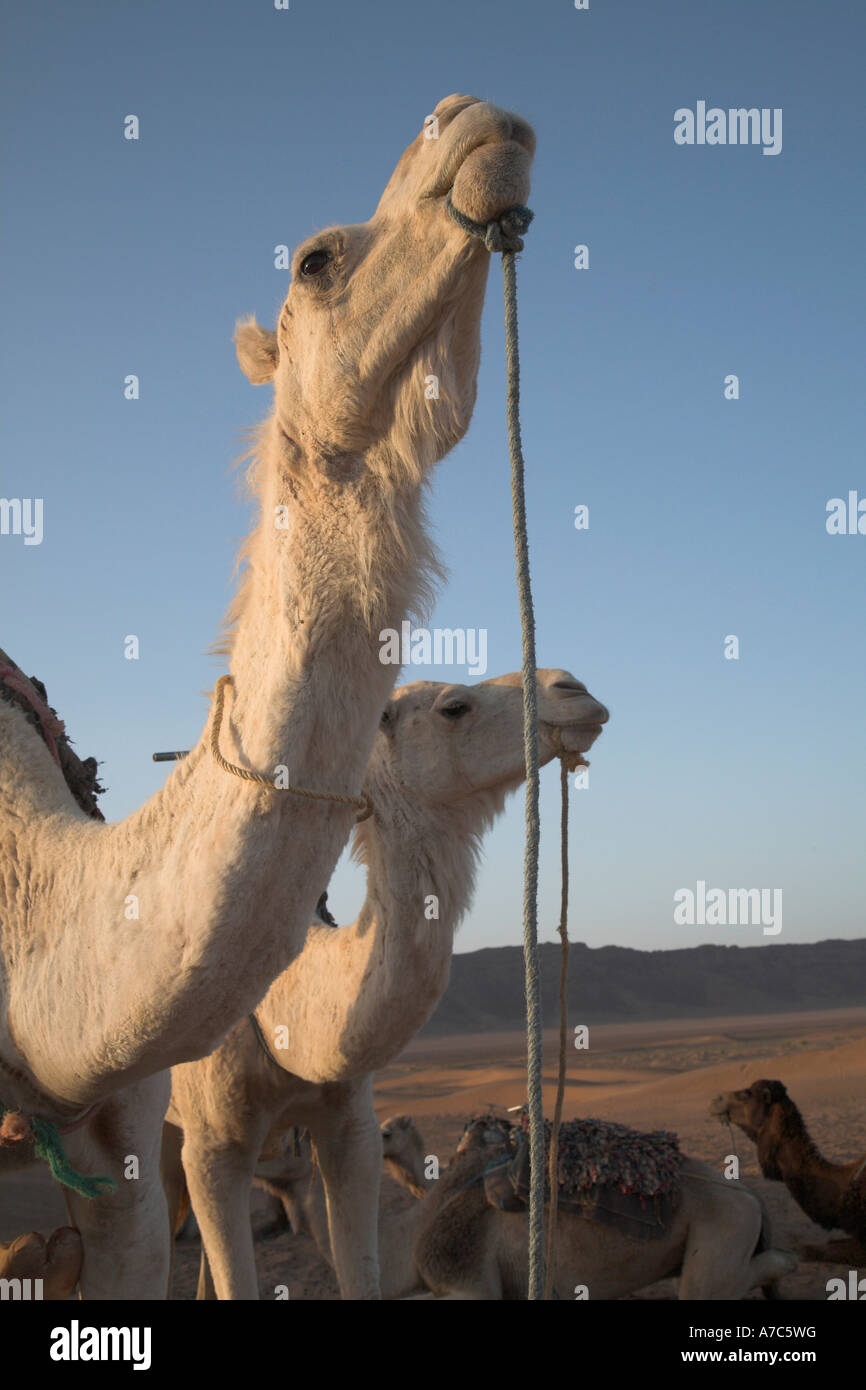 Camel trek camp at dawn Sahara desert, Zagora, Morocco, north Africa