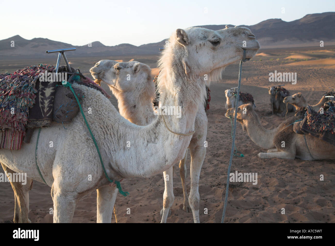 Camel trek camp at dawn Sahara desert, Zagora, Morocco, north Africa