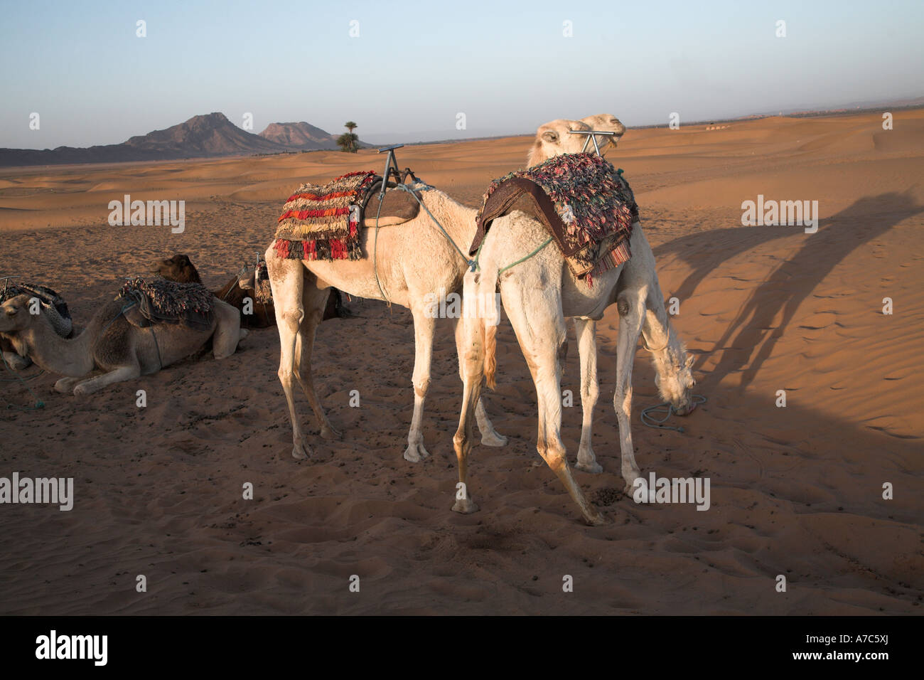 Camel trek camp at dawn Sahara desert, Zagora, Morocco, north Africa