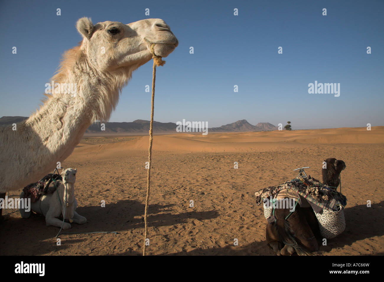 Camel trek Sahara desert, Zagora, Morocco, north Africa Stock Photo - Alamy