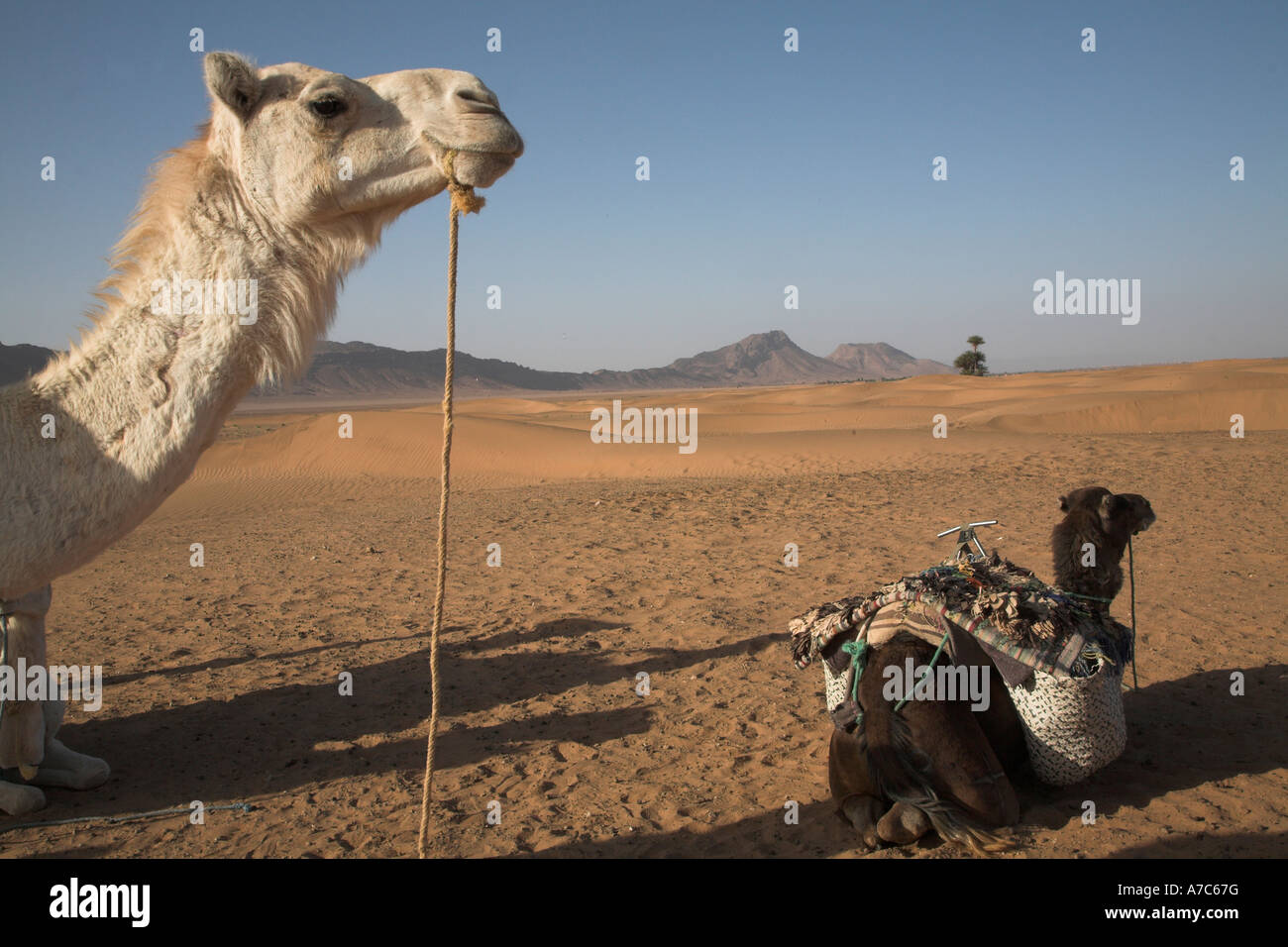 Camel trek Sahara desert, Zagora, Morocco, north Africa Stock Photo - Alamy