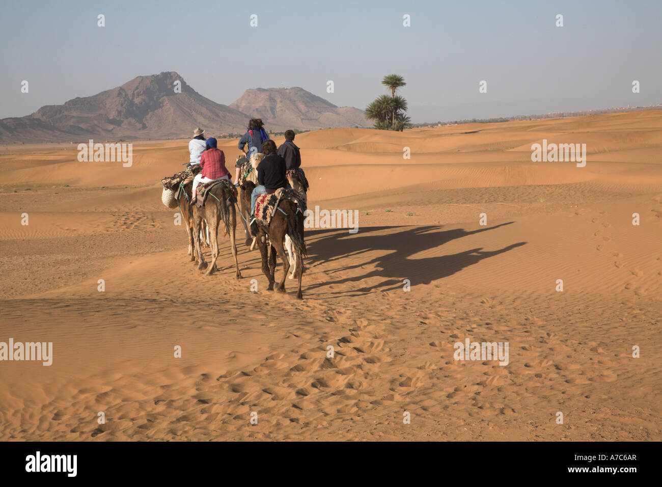 Camel trek, Zagora, Sahara desert, Morocco, north Africa Stock Photo