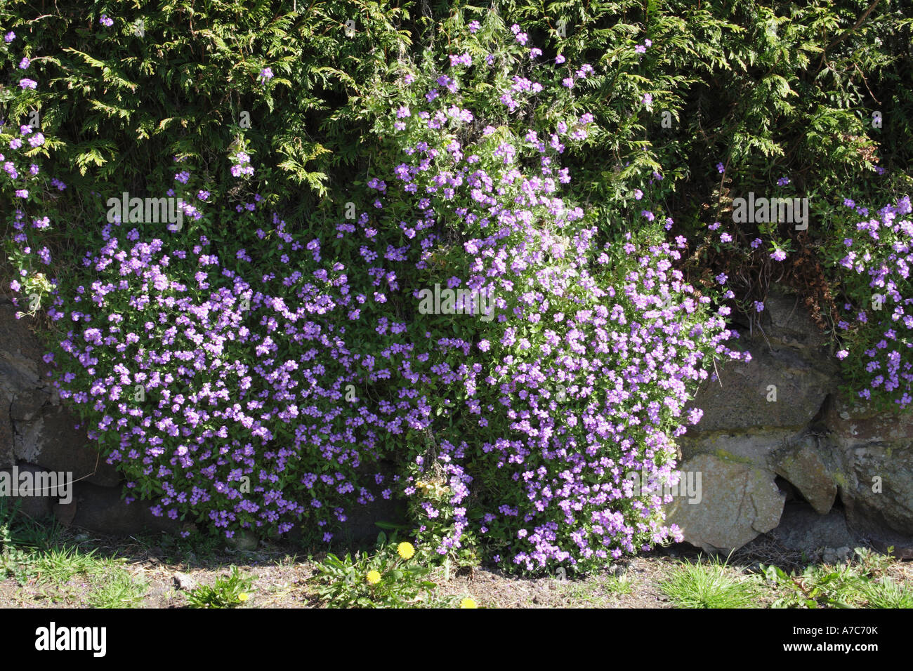 Aubretia growing from a wall in early Spring Aubretia deltoidea Stock Photo