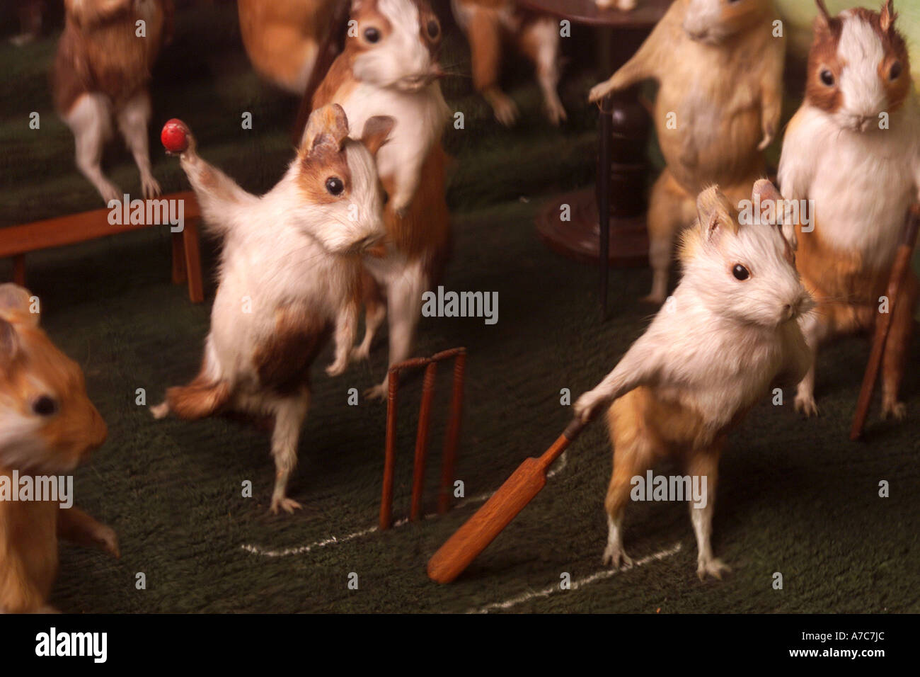 Guinea pigs playing cricket hires stock photography and images Alamy