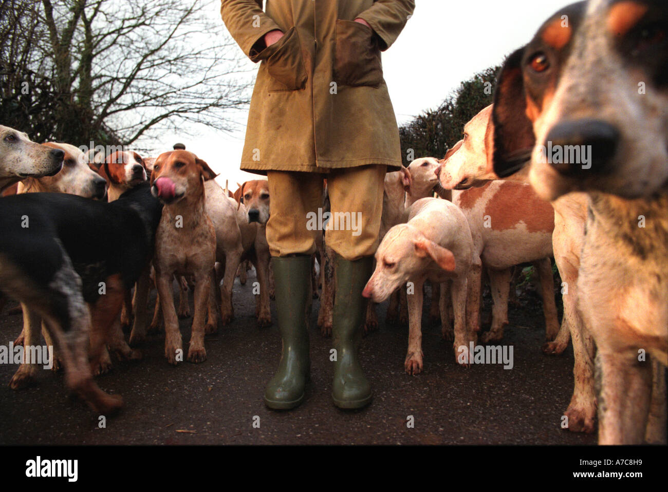 Foxhounds being exercised Stock Photo