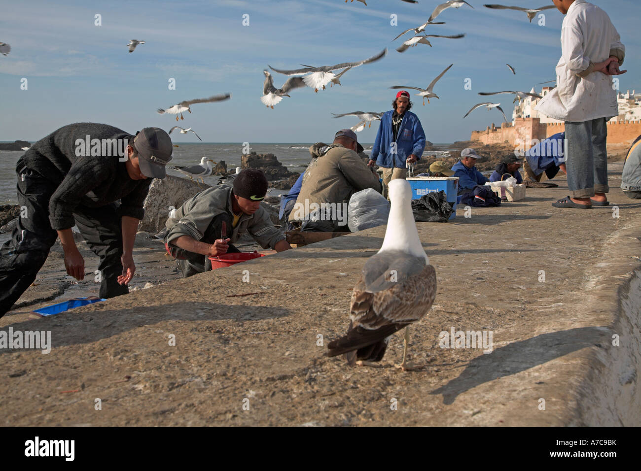 Men preparing fish on the sea front with seagulls overhead Essaouira, Morocco Stock Photo