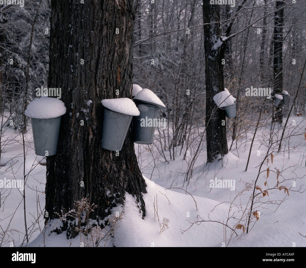 Maple syrup plantation Quebec Canada Stock Photo Alamy