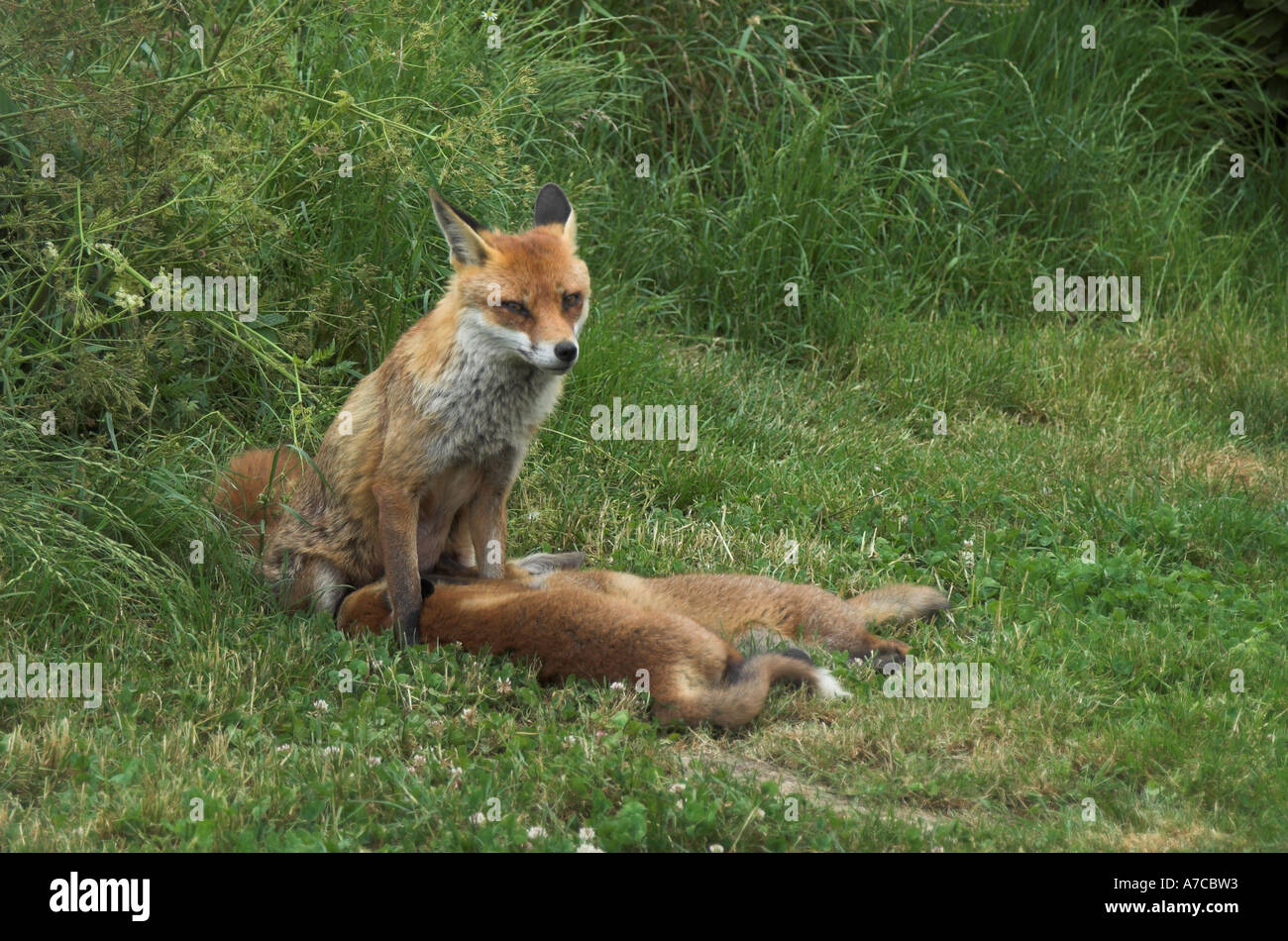 European Red Fox mother suckling her cubs in the UK. May Stock Photo