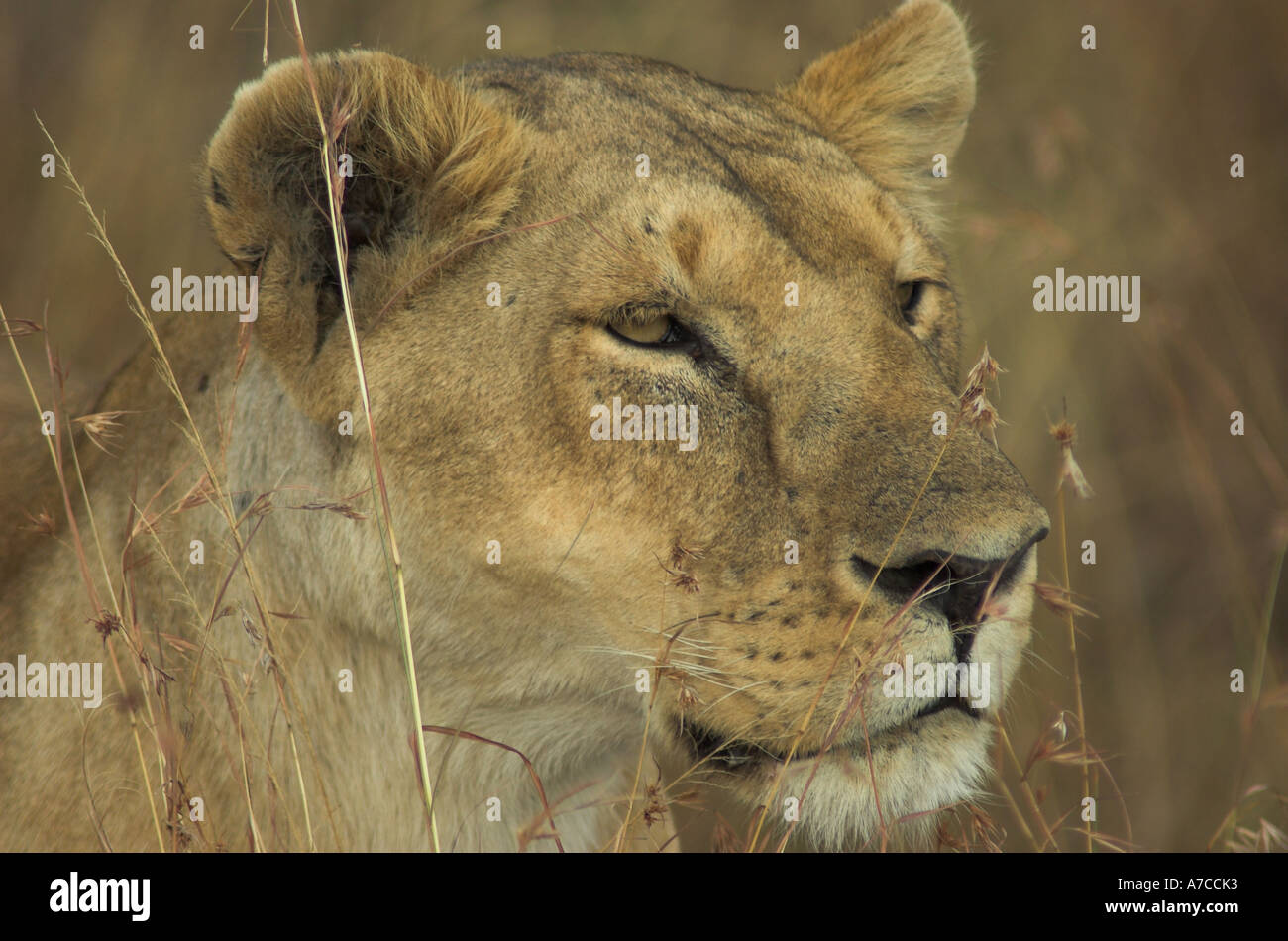 African Lioness hunting in the Massai Mara, Kenya, East Africa (panthera leo) Stock Photo