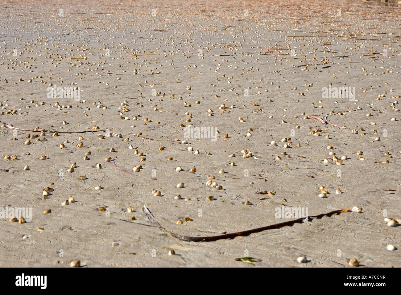cockles on beach Stock Photo Alamy
