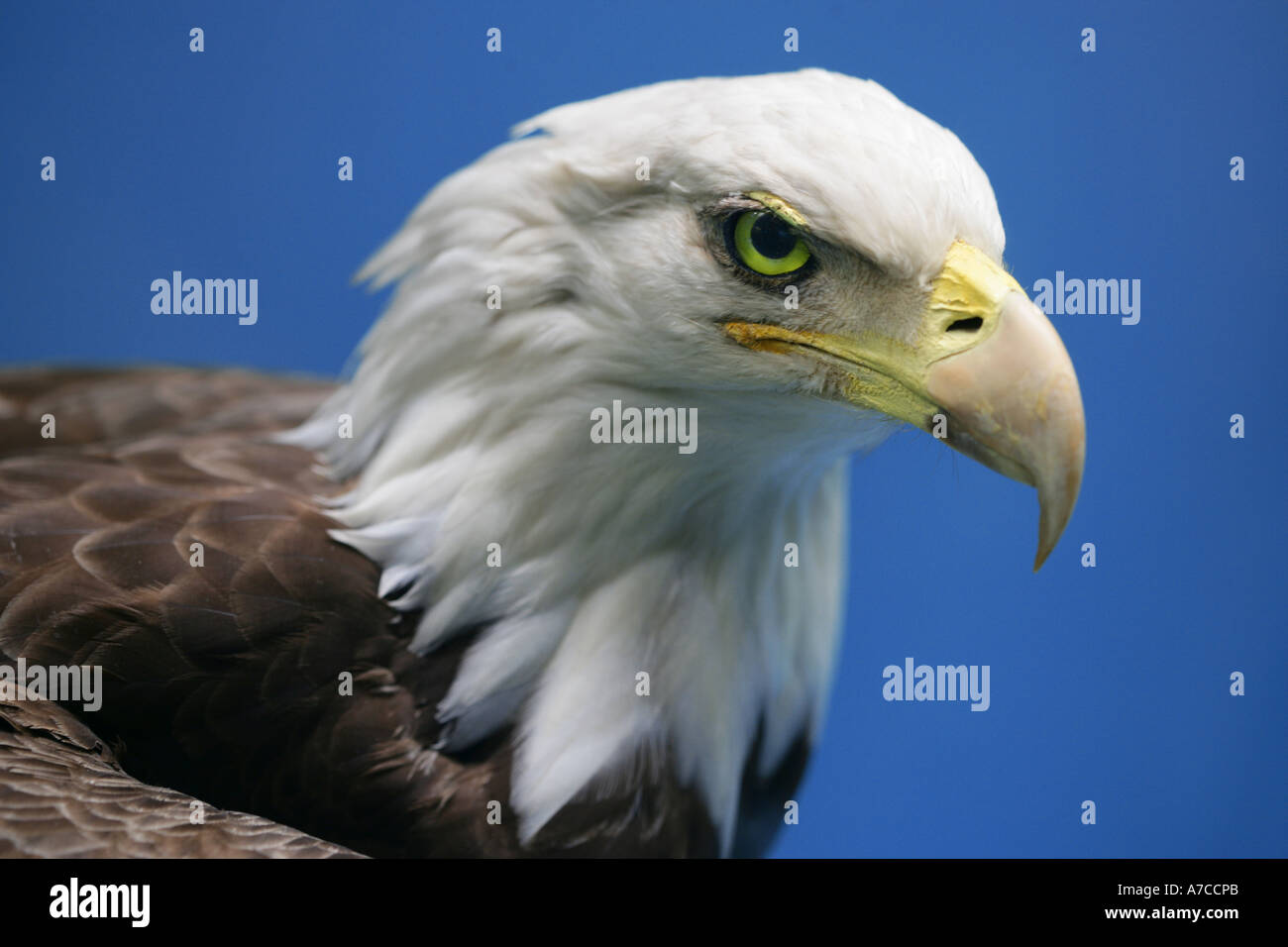 Bald Eagle with Bright Green Eye Stock Photo