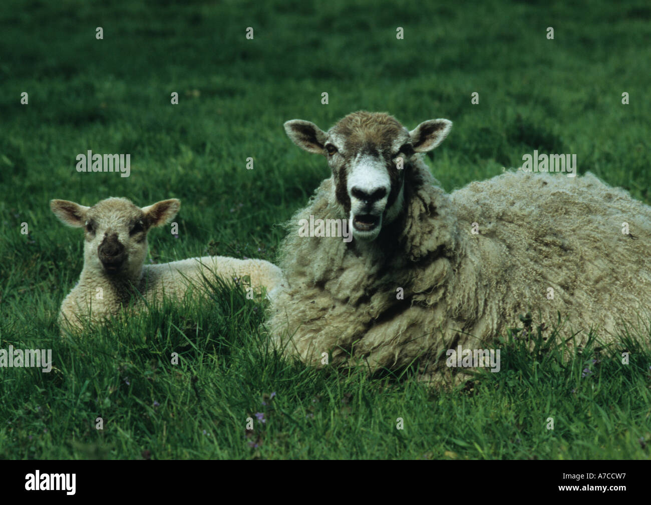Lamb and Sheep (Ovis aries) in the Uk Stock Photo
