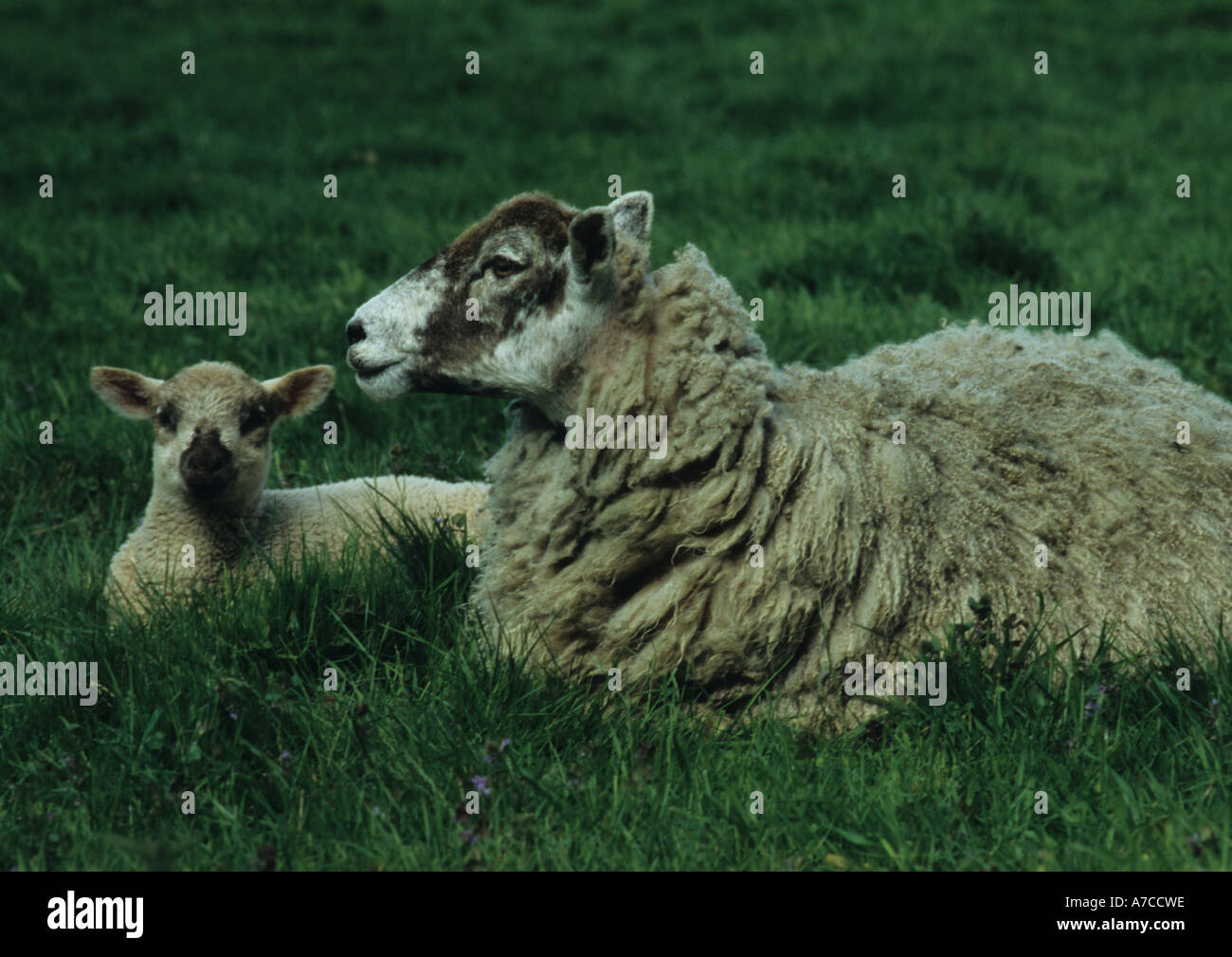 Lamb and Sheep (Ovis aries) in the Uk Stock Photo