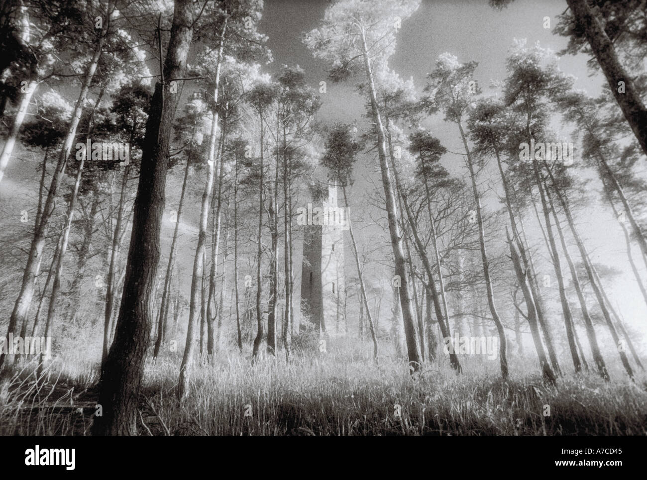 Folly tower in frosty wood Stock Photo