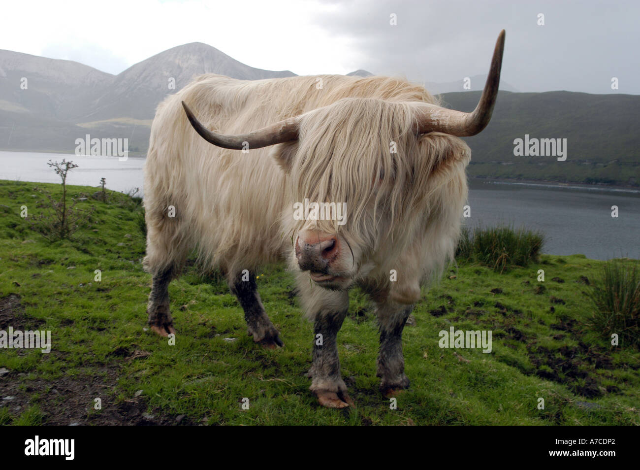Highland cow on Scotland's Isle of Skye Stock Photo - Alamy
