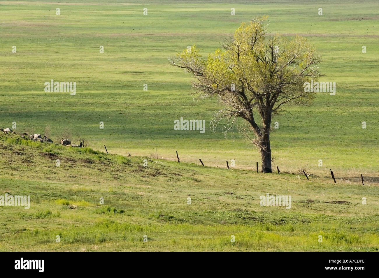 Lone tree along fence in green meadow.  Cuyamaca, near Cuyamaca Rancho State Park, San Diego County, California, USA Stock Photo